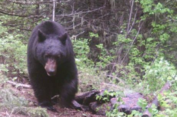 large black bear in Idaho zone 10, lolo national forest black bear