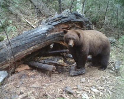 Bear ambling in Idaho Hunt area