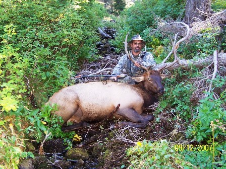 Bull Elk Hunt Idaho