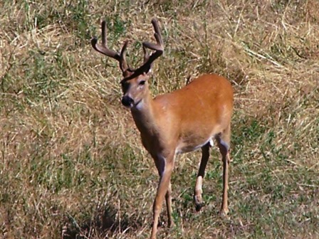 Whitetail Buck Hunt Idaho