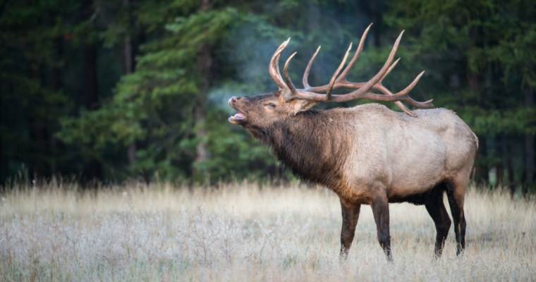 elk hunting in idaho